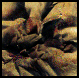 IMAGE Imgs/marisa.marconi12.gif